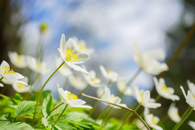 Close-up of white flowering plant