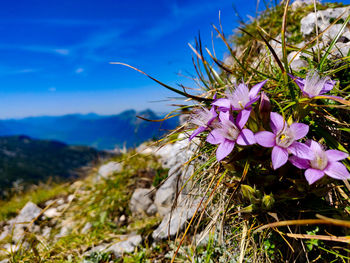 Close-up of purple flowering plants on field