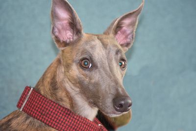 Close-up portrait of dog