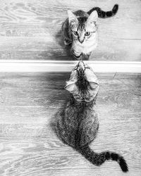 Portrait of cat sitting on floor