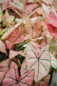 Full frame shot of pink caladium