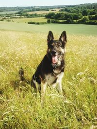 Portrait of dog on field