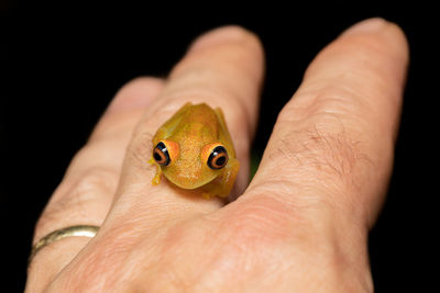 Cropped image of man holding fish