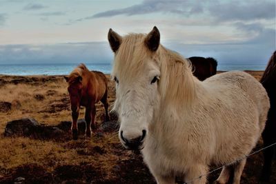 Horses standing in the sea