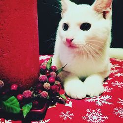 Close-up portrait of cat