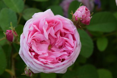 Close-up of pink rose blooming in park