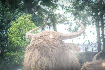 Close-up of an animal against plants