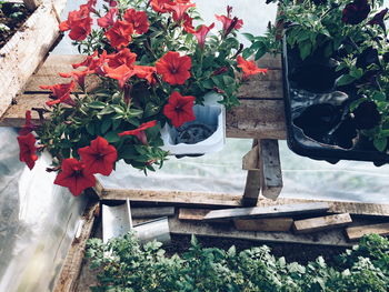 Close-up of potted plants in yard