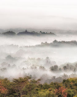 Scenic view of forest against sky during foggy weather