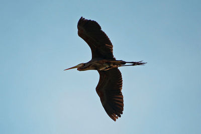 Low angle view of bird flying against clear sky