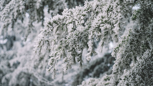 Close-up of frozen tree during winter