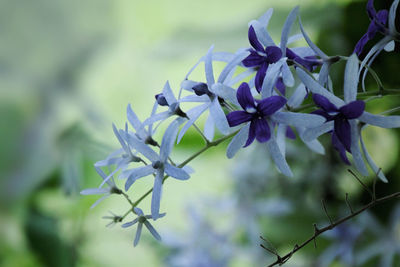 Close-up of purple flowering plant