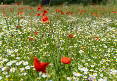 Red poppy flowers on field