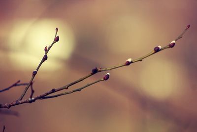 Close-up of plant against white background