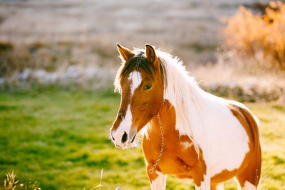 Close-up of a horse on a field