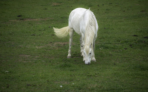 Portrait of a white stallion on a farm in chattanooga, tennessee usa
