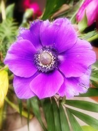 Close-up of purple flower blooming outdoors