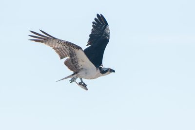 Low angle view of eagle flying against clear sky