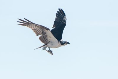 Low angle view of eagle flying against clear sky