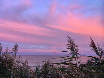 Silhouette palm trees against sky during sunset
