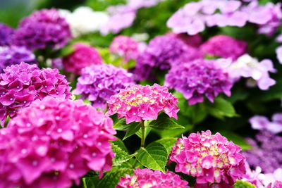 Close-up of pink flowers blooming outdoors