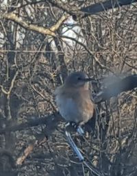 Close-up of bird perching on branch