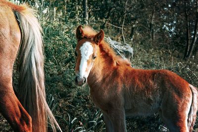 Horse standing on field