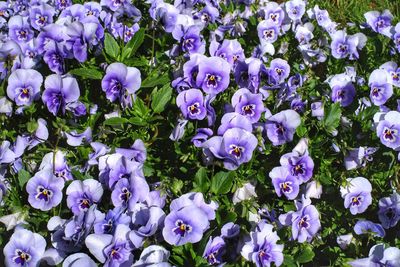 Full frame shot of purple flowers blooming outdoors