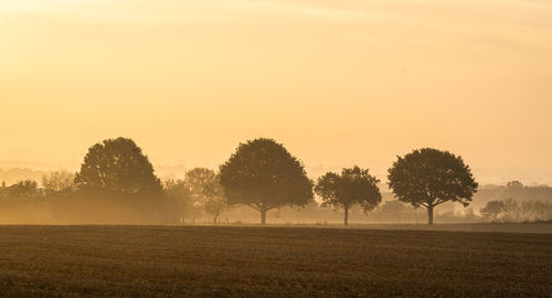 Trees on field against sky during sunset
