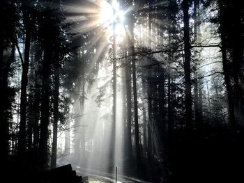 Sun shining through trees