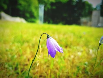 Close-up of purple flower on land