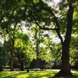 Trees in park