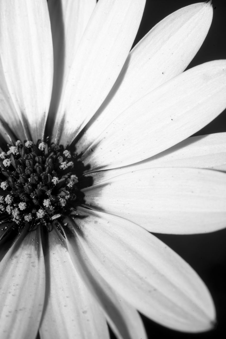 CLOSE-UP OF WHITE FLOWER POLLEN