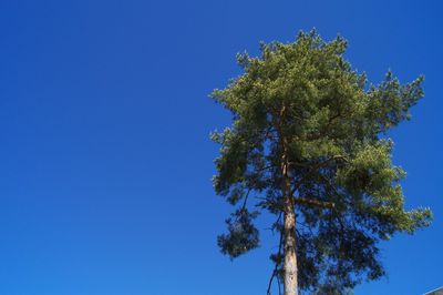 Low angle view of trees against clear blue sky