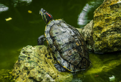 Close-up of lizard on rock in lake