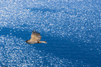 Seagull flying over sea