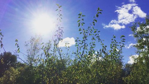 Sun shining through trees