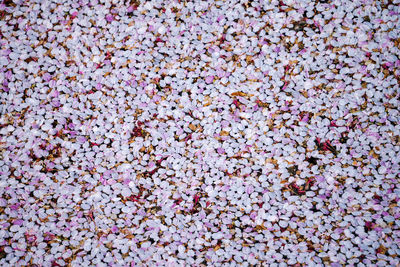 High angle view of pink flowering plants on land