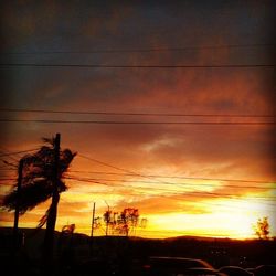 Silhouette of trees at sunset