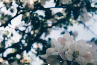 Close up of tree trunk