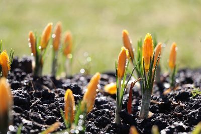 Close-up of plants growing on field