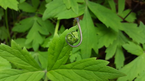 Close-up of insect on leaf