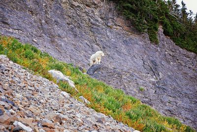 Mountain goat oreamnos americanus mount timpanogos trail uinta wasatch cache national forest utah
