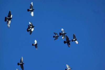 Low angle view of seagulls flying in sky