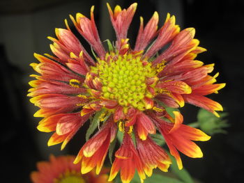 Close-up of pink flower