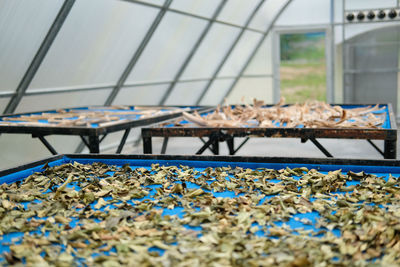 Close-up of food on table