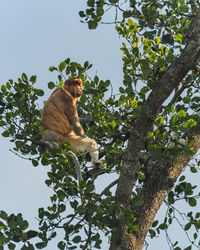 Low angle view of monkey on tree