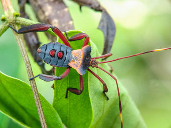 Close-up of insect on plant