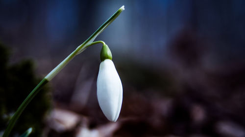 Close-up of flower blooming outdoors