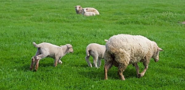 Sheep in a field